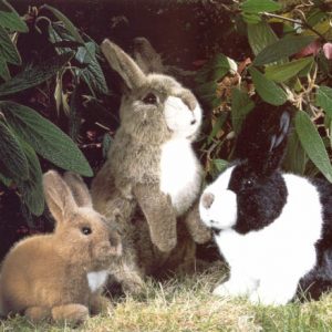 Peluche lapin petit modèle