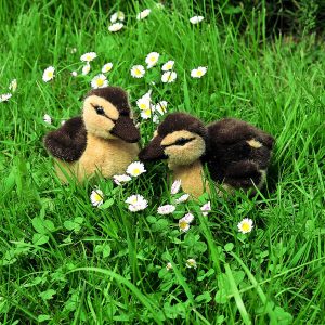 Peluche caneton 19 cm