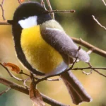 Peluche Mésange Charbonnière 16cm – Image 2