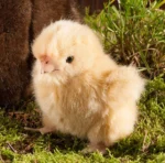 Peluche Poussin 11cm – Image 2