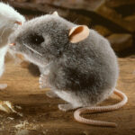 Peluche Souris Grise 10cm – Image 2
